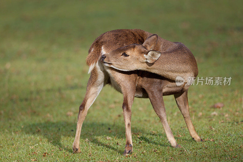 动物:成年雌性棕角鹿，又称坡鹿，或thamin (Rucervus eldii或Panolia eldii)。